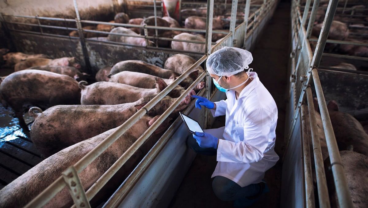 Control sanitario en una granja de cerdos. (Foto: Freepik)