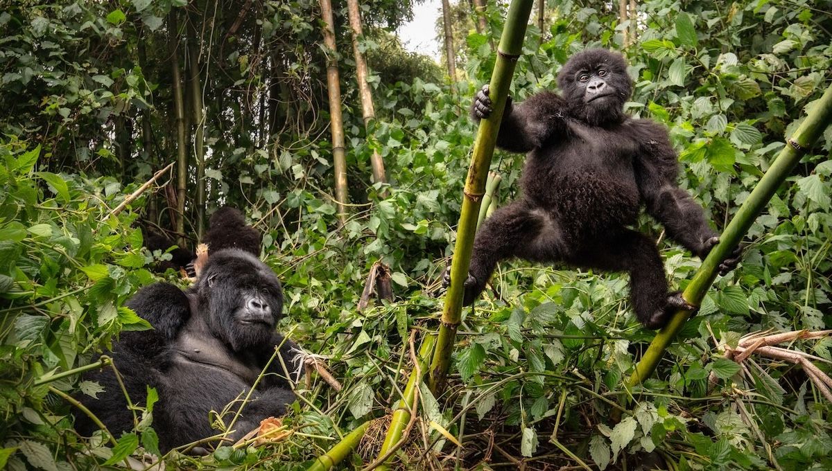 Gorilas en peligro de extinción. (Foto: Freepik)