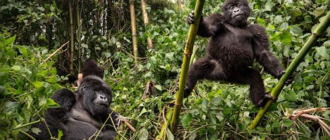 Gorilas en peligro de extinción. (Foto: Freepik)