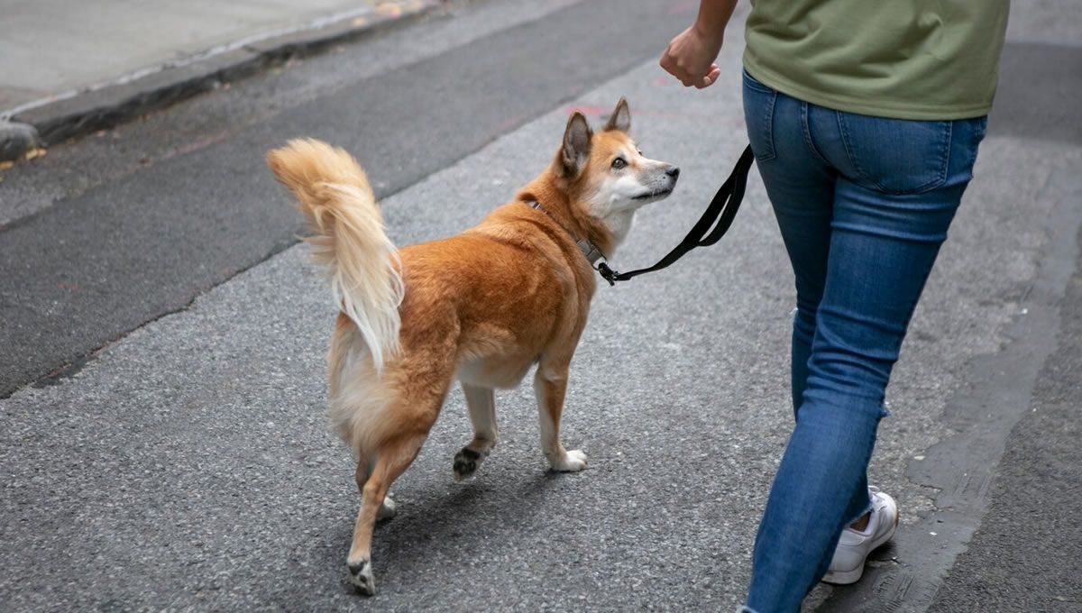 Perro moviendo la cola mientras pasea con su dueña. (Foto: Freepik)