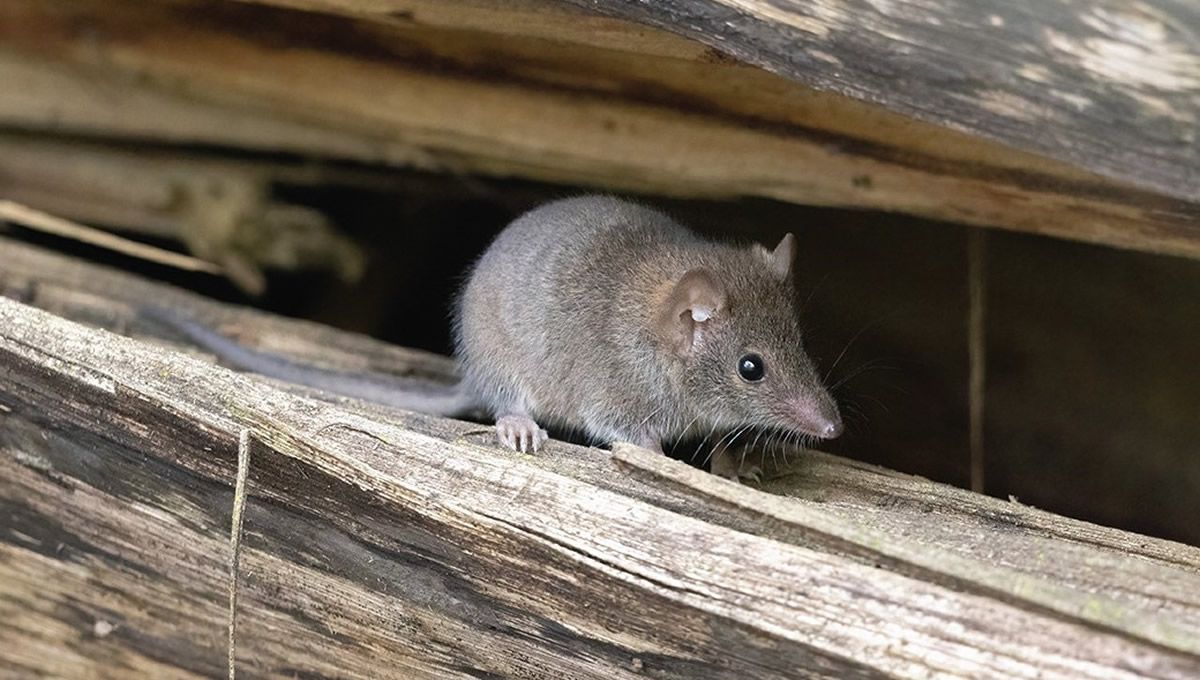 Ratones australianos. (Foto: Current Biology)