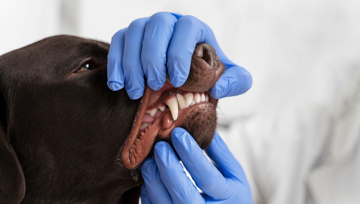 Revisión de los dientes de un perro en el veterinario. (Foto: Freepik)