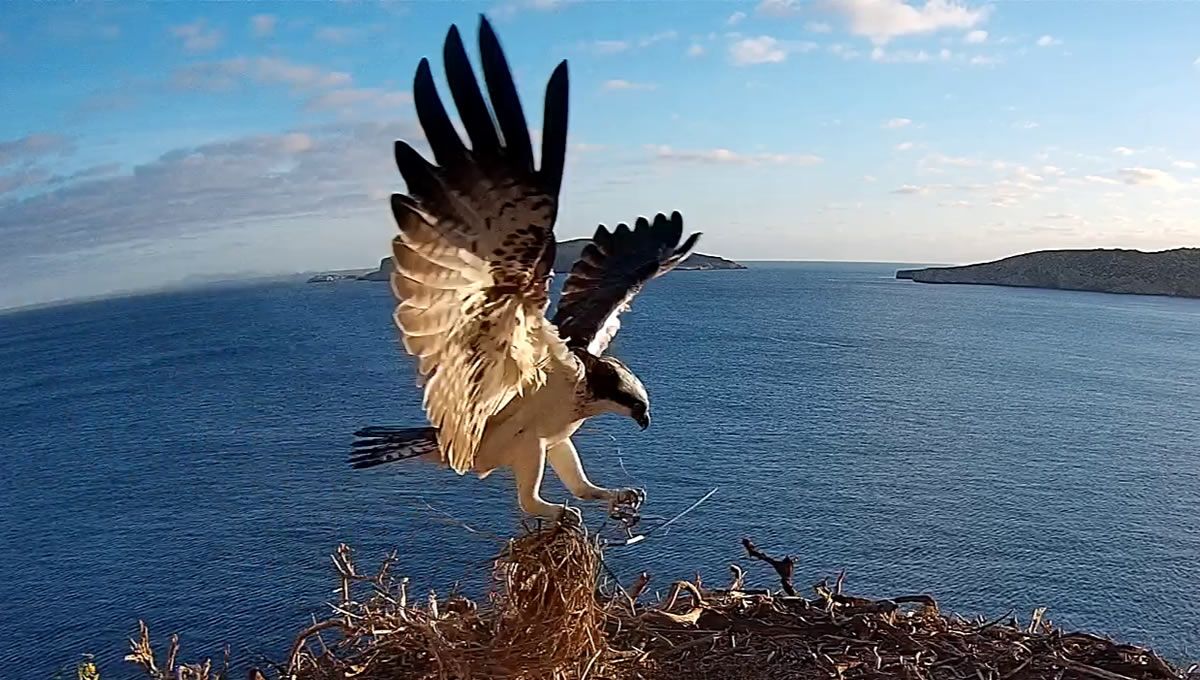 Águila pescadora. (Foto: Govern Islas Baleares)