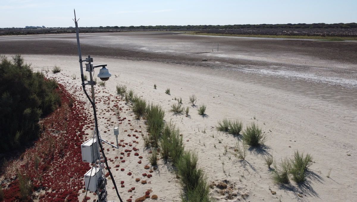La laguna de Santa Olalla, la última laguna permanente de Doñana, completamente seca en agosto del año pasado. (Foto: EBD - CSIC)