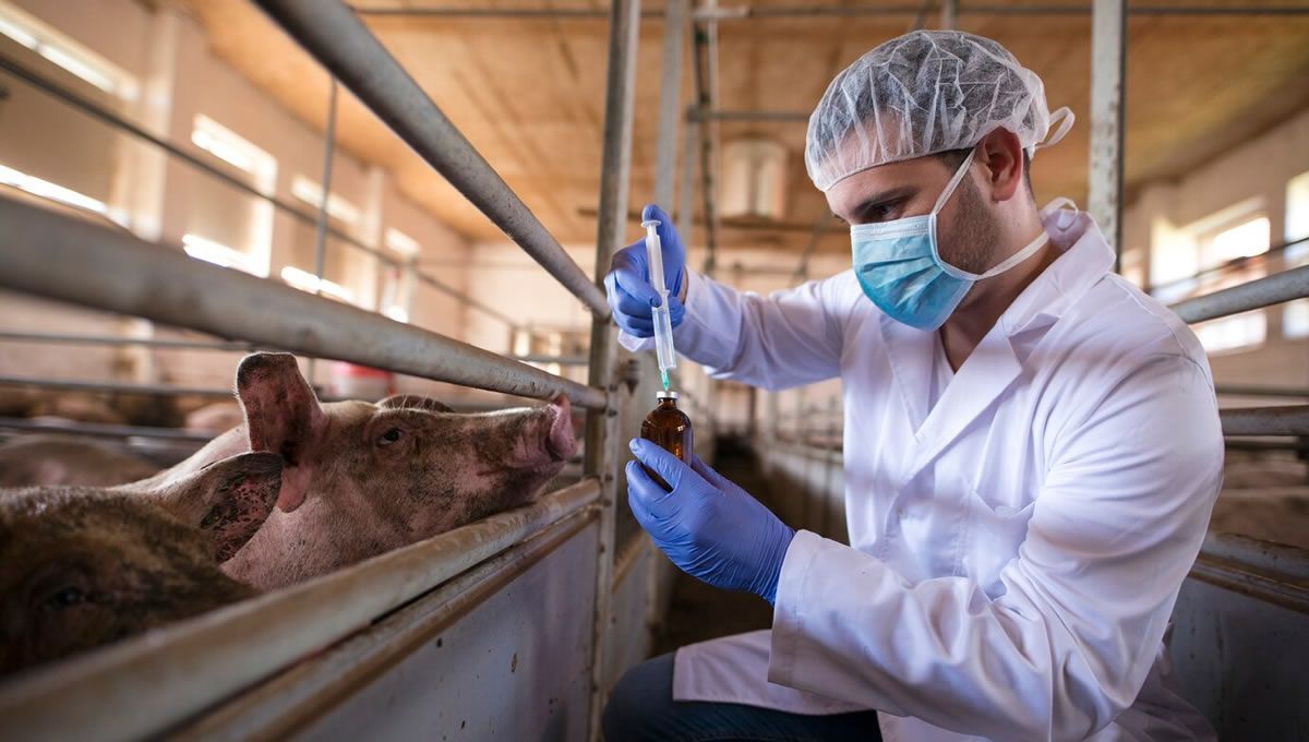 Veterinario administrando antibiótico al ganado. (Foto: Freepik)