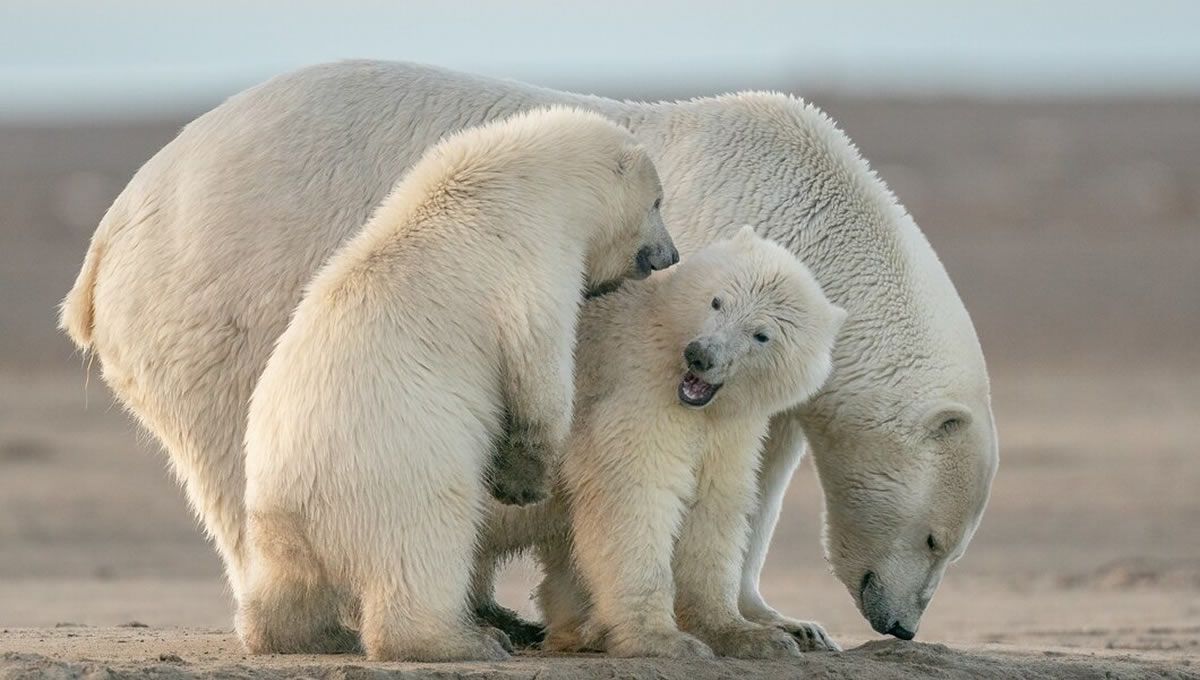 Osos polares. (Foto: Freepik)