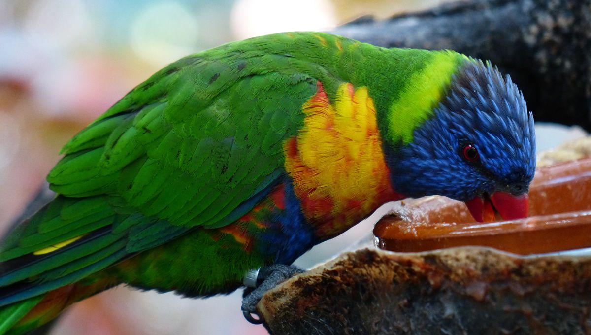 Los loros, las cacatúas, los gorriones y los canarios están entre las aves más vendidas en internet. (Foto: Pxhere)