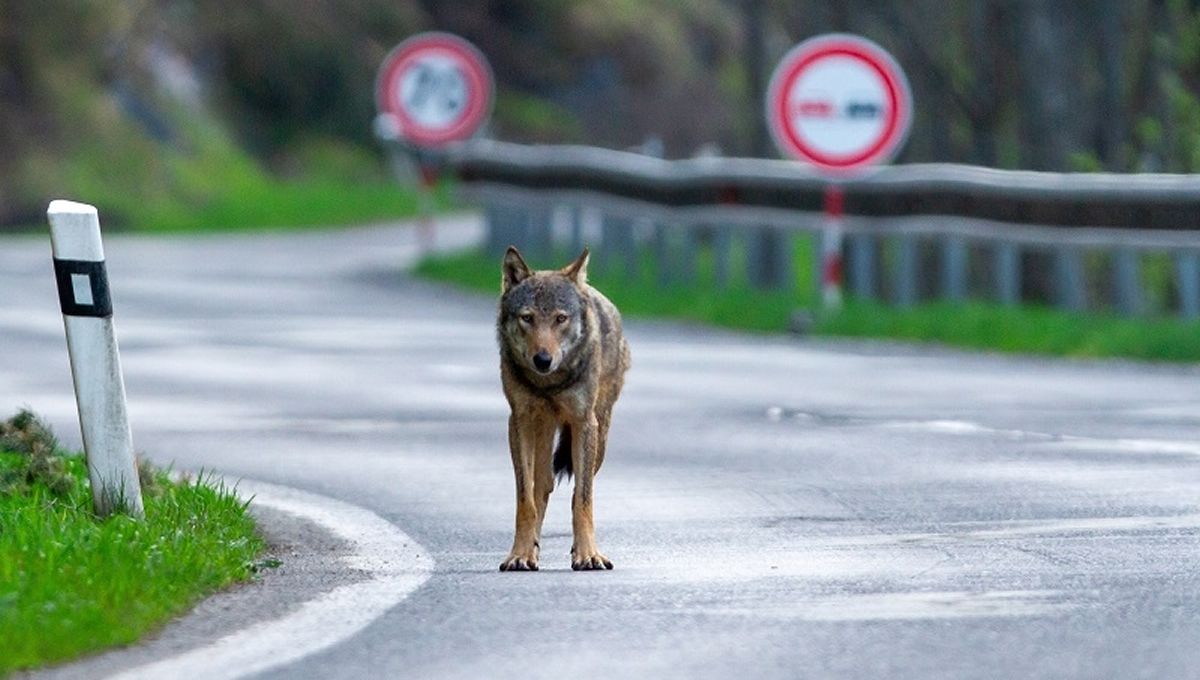 Lobo cruzando una carretera. (Foto: Lukas Andreides/Shutterstock)