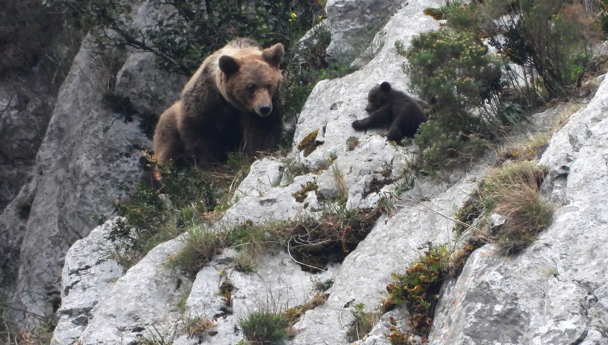 Hembra de oso pardo y su cría. (Foto: Vincenzo Penteriani/CSIC)