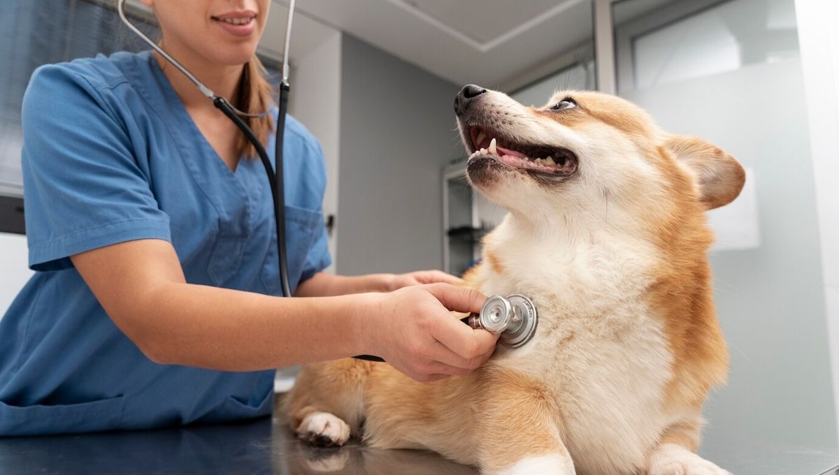 Perro con enfermedad de la válvula mitral en el veterinario. (Foto: Freepik)