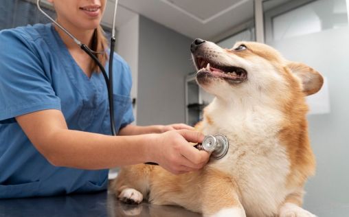 Los perros con enfermedad de válvula mitral asintomática pueden sufrir hipoglucemia postoperatoria