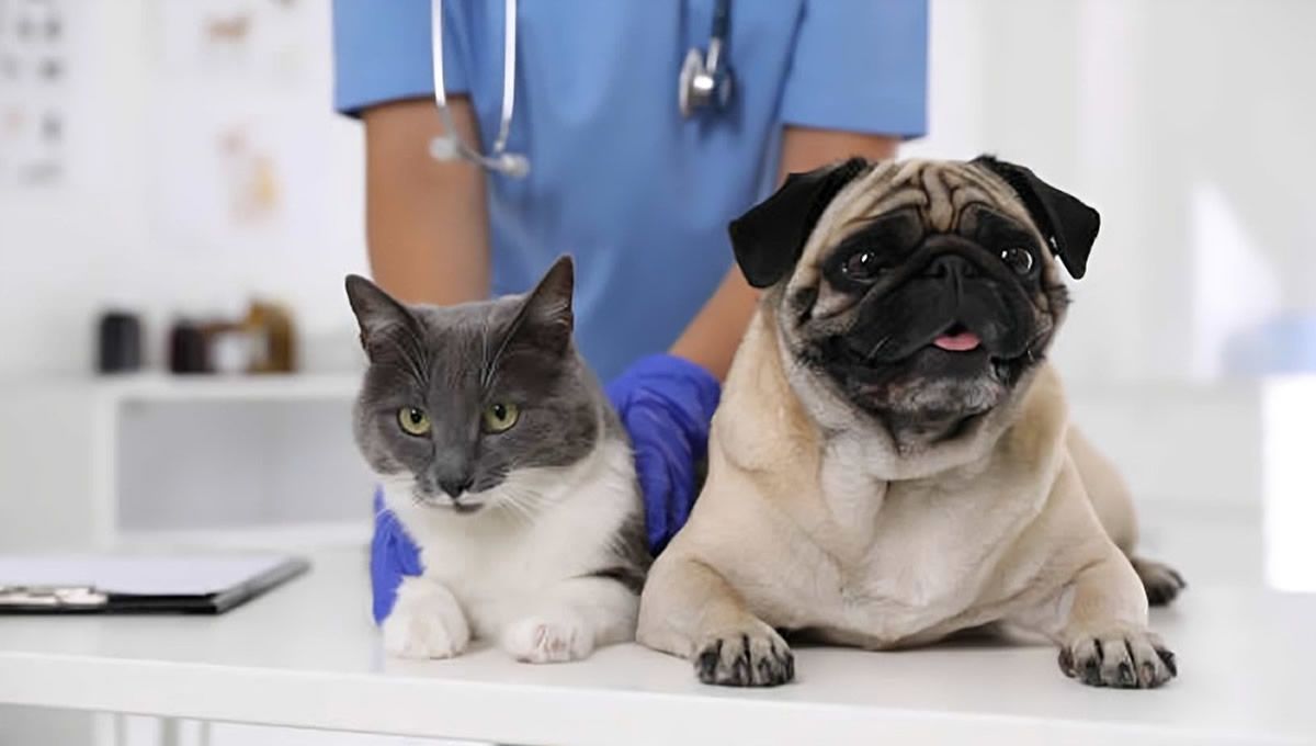 Perro y gato en el veterinario. (Foto: Freepik)