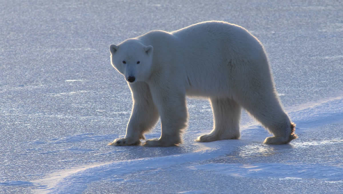 Oso polar. (Foto: UICN/Andrew E. Derocher)