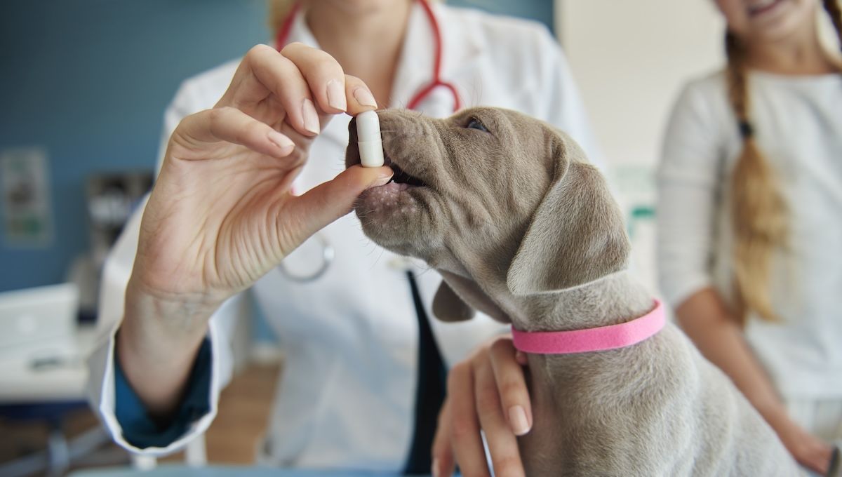 Perro tomando un medicamento de uso humano administrado por los veterinarios. (Foto: Freepik)