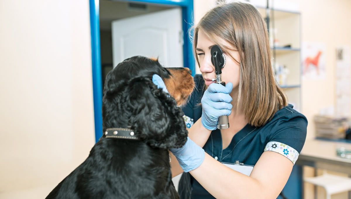 Revisión en un perro que padece glaucoma. (Foto: Freepik)