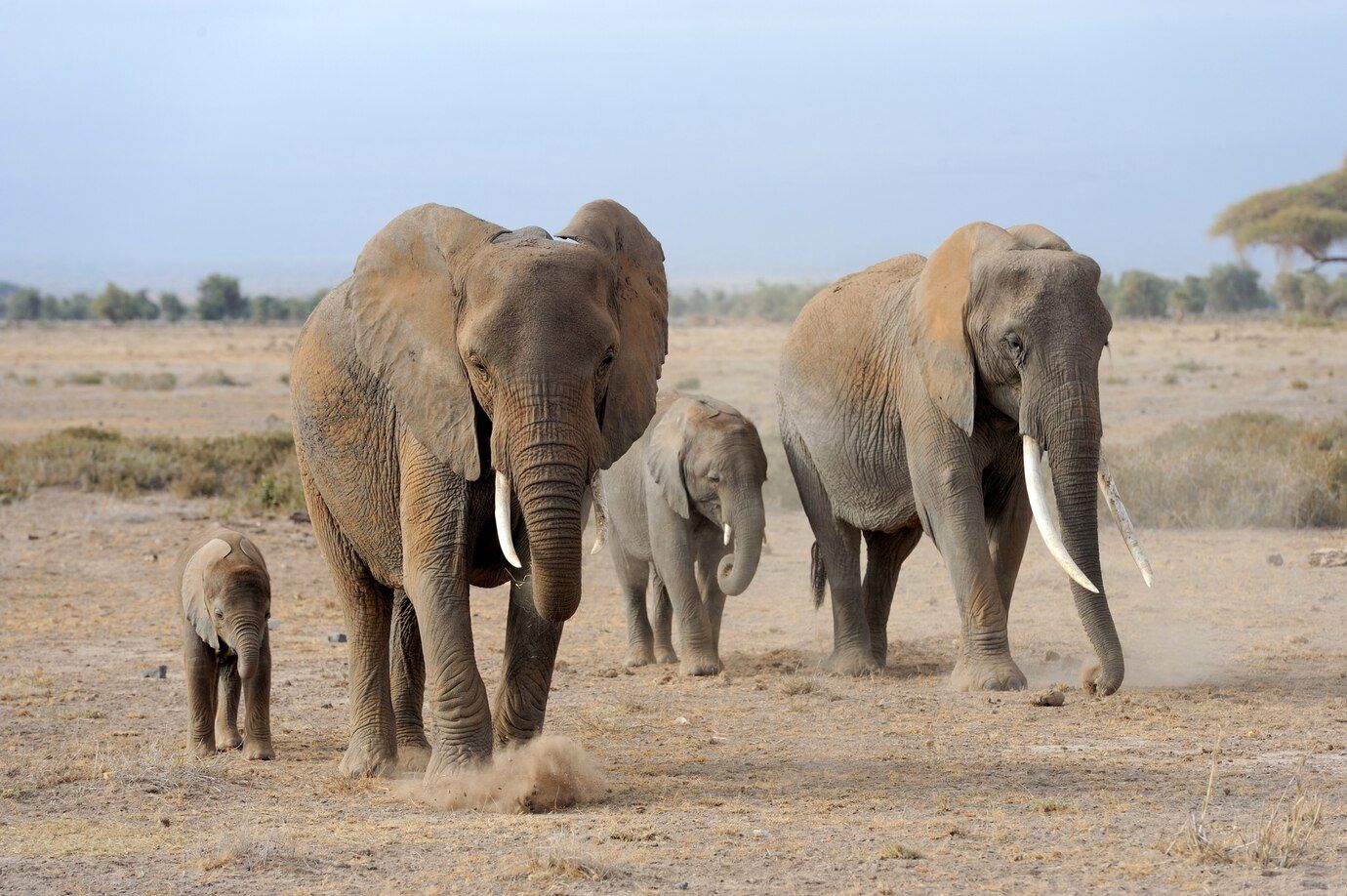 Elefantes africanos libres de herpes. (Foto: Freepik)
