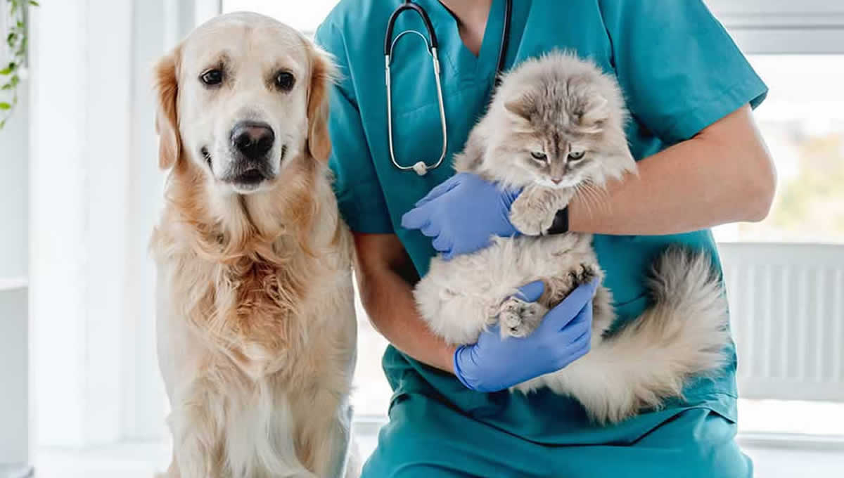 Perro y gato en un consultorio veterinario de Reino Unido. (Foto: CMA)