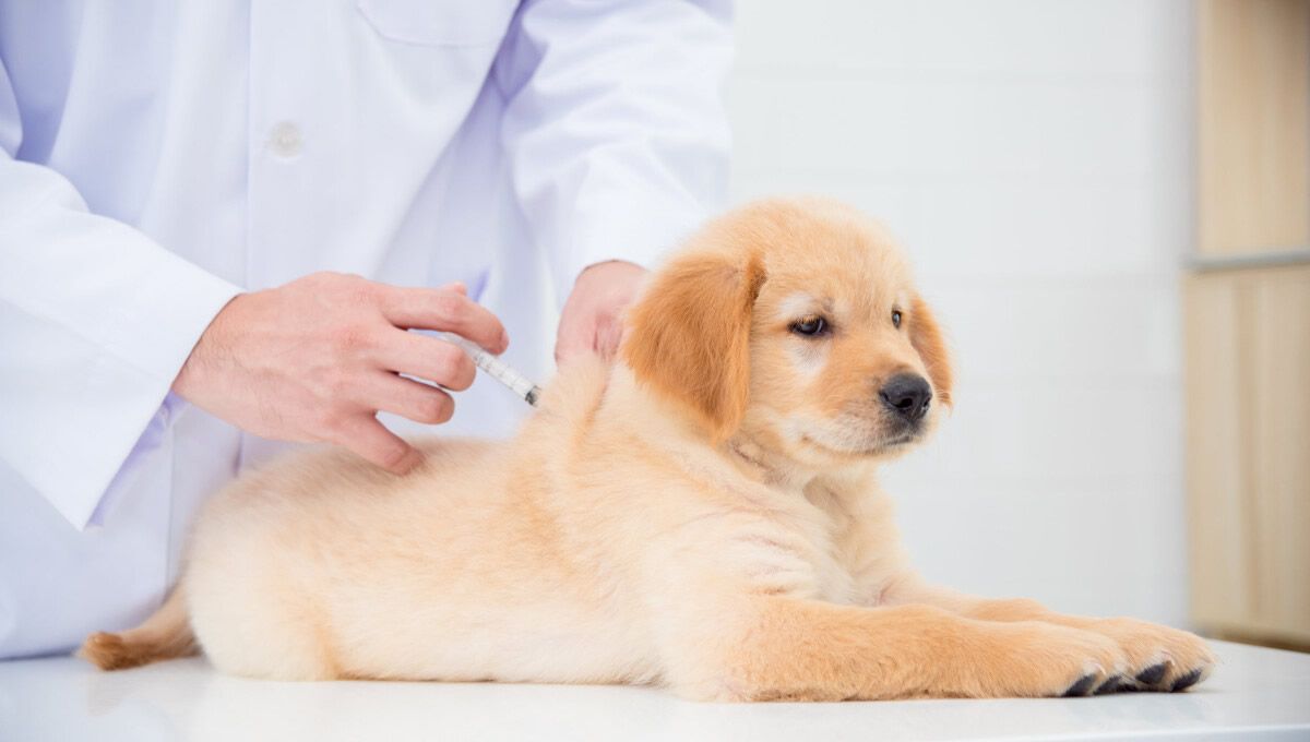 Vacunación de un perro contra la leishmania canina. (Foto: Santévet)