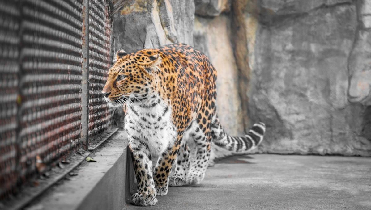 Leopardo en cautiverio en un zoológico expuesto a los parásitos. (Foto: Freepik)