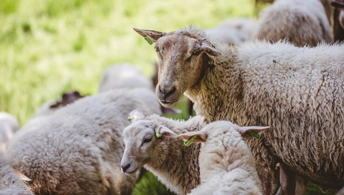Rebaño de ovejas libres de viruela ovina y caprina en Europa. (Foto: Freepik)