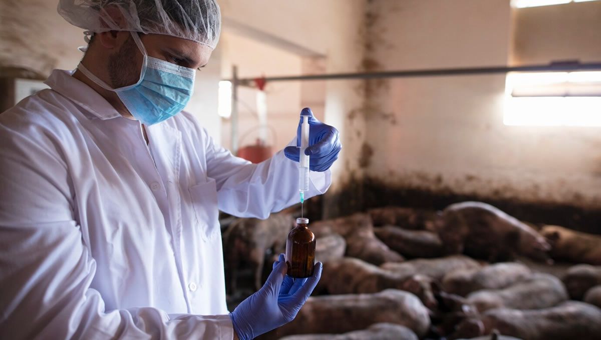 Veterinario administrando los medicamentos a animales de producción. (Foto: Freepik)