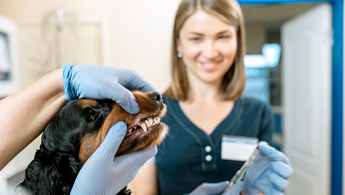 Veterinaria revisando la cavidad oral de un perro tras la ortodoncia. (Foto: Freepik)