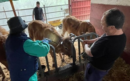Asturias continúa con la vacunación de la lengua azul que protegerá a 320.000 vacas y 60.000 ovejas