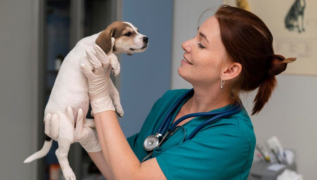 Mujer veterinaria con un perro en una clínica de pequeños animales