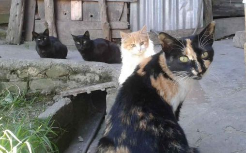 El ICOV de Alicante se opone a la esterilización de colonias felinas por veterinarios voluntarios