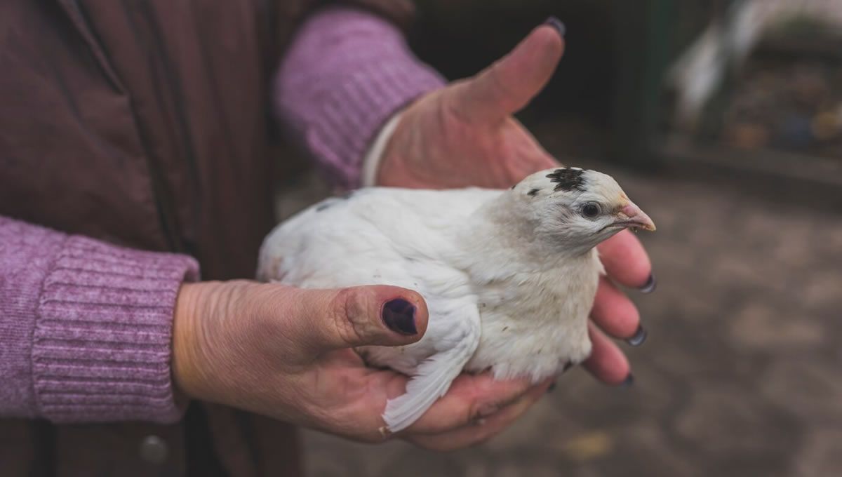 Mujer en contacto con un ave que facilita la transmisión de virus humanos a animales. (Foto: Freepik)