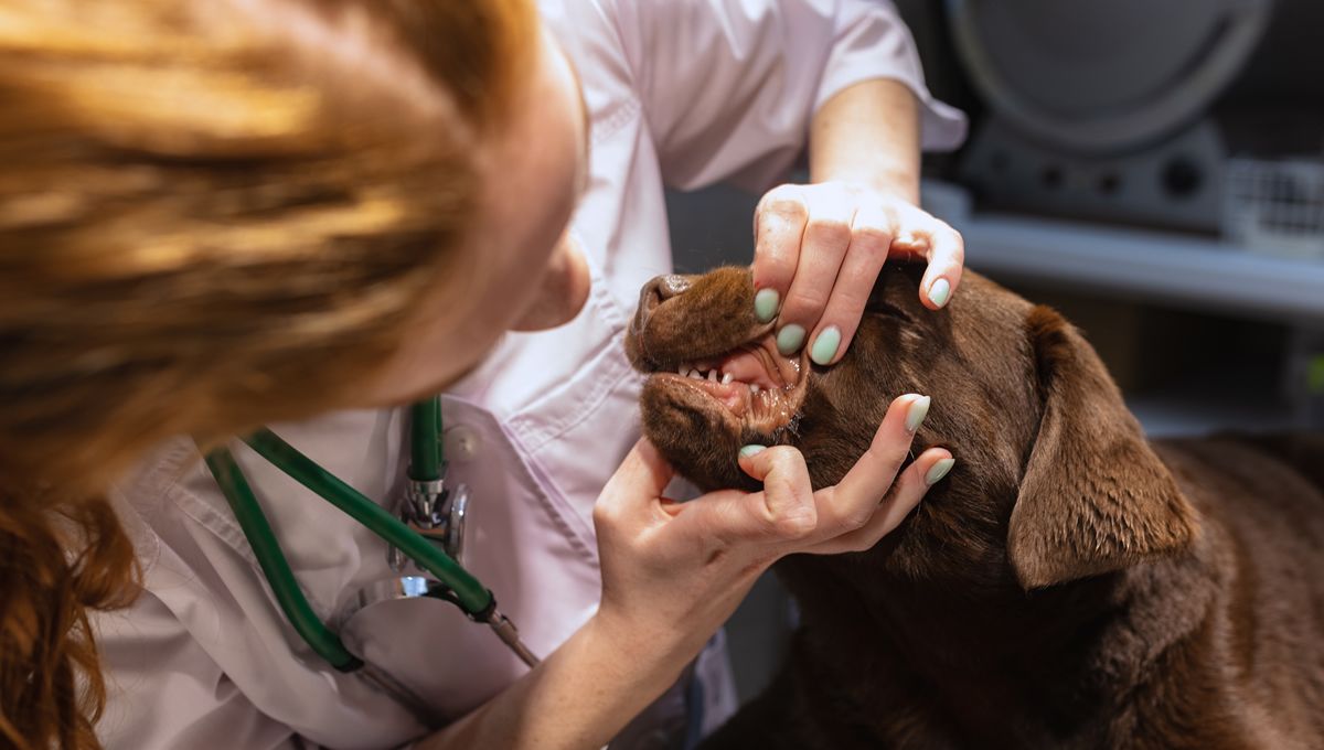 Revisión en el veterinario tras un tratamiento de ozono. (Foto: Freepik)