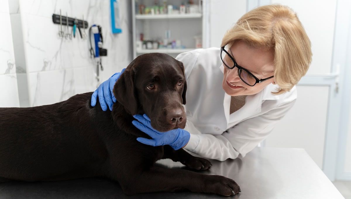 Los veterinarios recomiendan revisiones frecuentes a perros de edad avanzada. (Foto: Freepik)