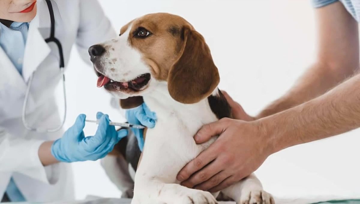 Veterinario inyectando a un perro insulina, frente a opciones de terapia celular en perros con diabetes tipo 1. (Foto: Freepik)