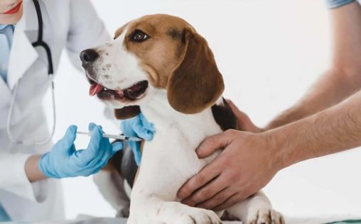 ¿Podría la terapia celular sustituir al tratamiento mediante insulina en perros con diabetes tipo 1?