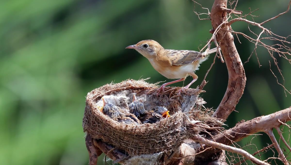 Pájaro en un nido en una zona de humanos. (Foto: Freepik)