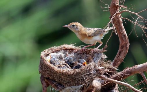 Cuatro de cada cinco especies de aves no pueden sobrevivir al impacto de los humanos en sus hábitats