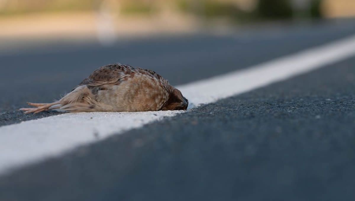 Atropello de un ave silvestre. (Foto: Estación Biológica de Doñana - CSIC)