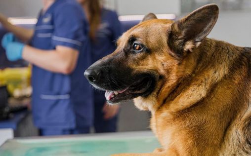 De diarrea a enfermedad renal, estos son los síntomas del uso crónico de omeprazol en perros
