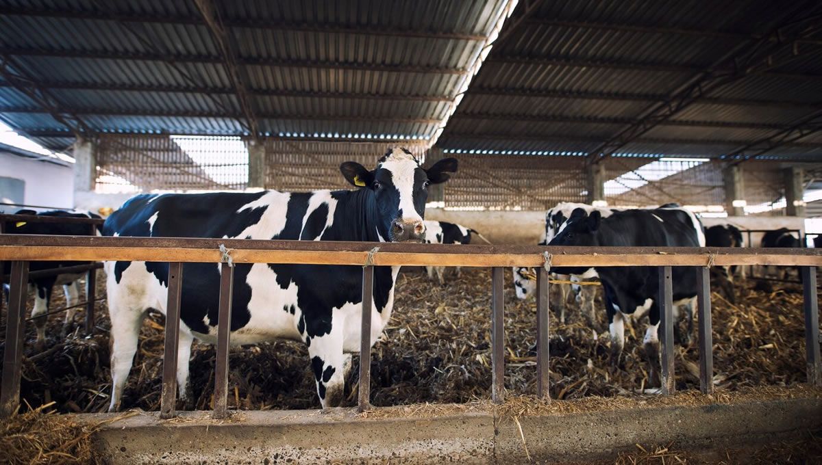 Vacas libres de enfermedad hemorrágica epizoótica según la última actualización del Gobierno. (Foto: Freepik)
