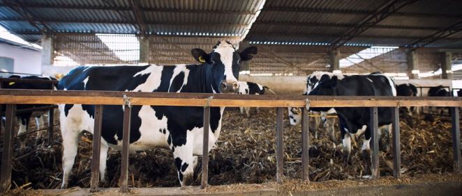 Vacas libres de enfermedad hemorrágica epizoótica según la última actualización del Gobierno. (Foto: Freepik)