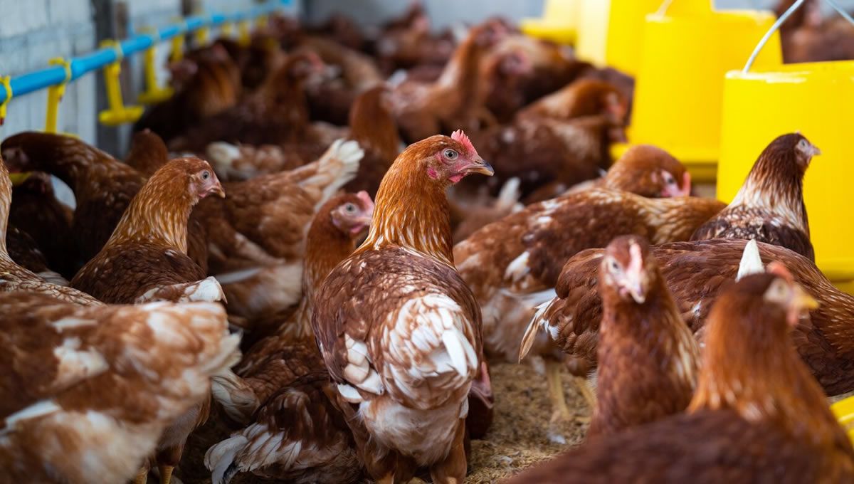 Aves libres de gripe aviar tras las medidas de la EFSA. (Foto: Freepik)