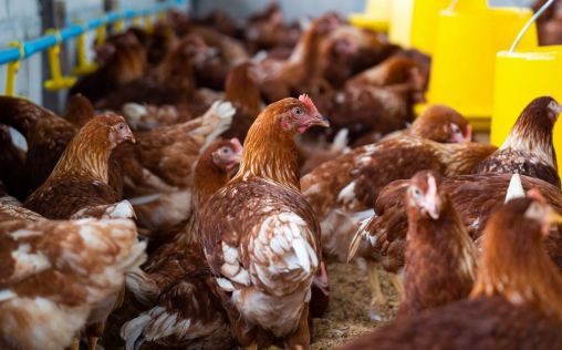 ¿Qué medidas son cruciales para frenar el avance de la gripe aviar altamente patógena?