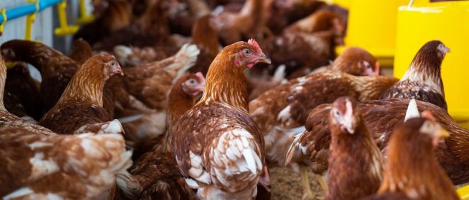 Aves libres de gripe aviar tras las medidas de la EFSA. (Foto: Freepik)