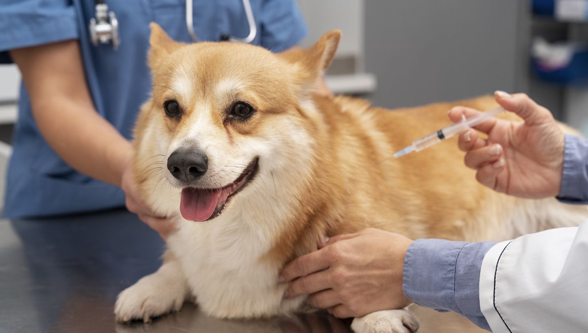 Vacunación de un perro. (Foto: Freepik)