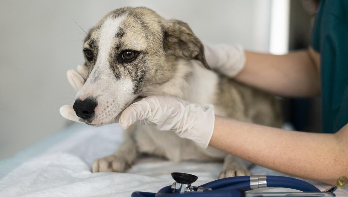 Perro en el veterinario en una revisión, donde se controla la presencia de parásitos (Foto. Freepik)