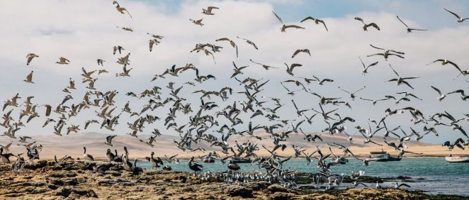 Aves en las playas de portugal con alta tasa de infección. (Foto: Freepik)