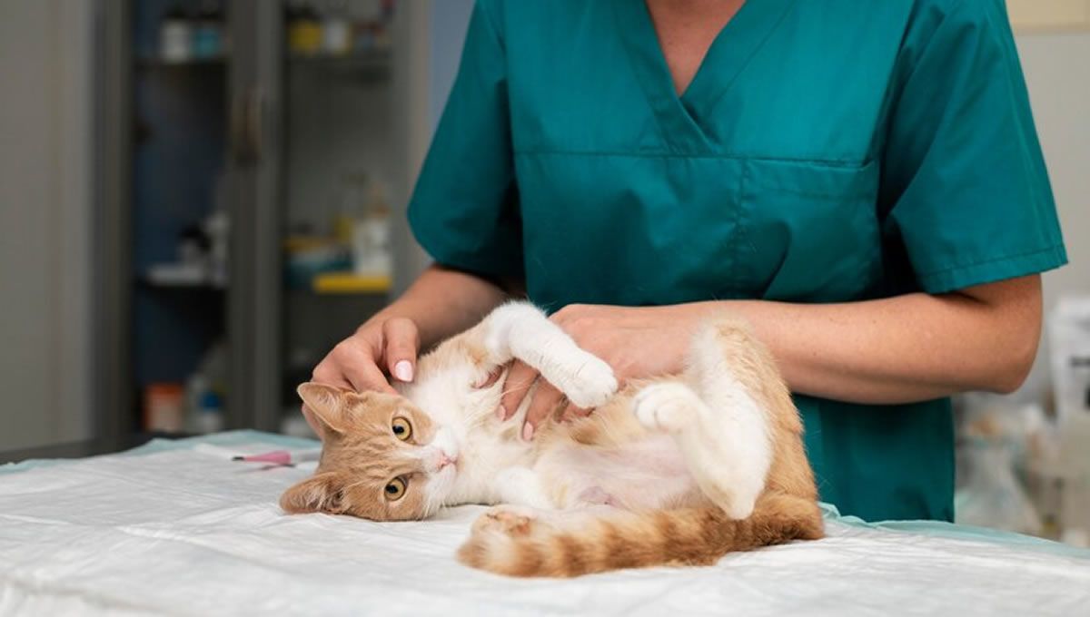 Gato con artritis en el veterinario. (Foto: Freepik)