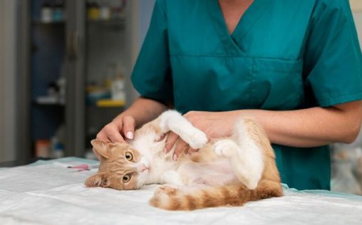 El diagnóstico precoz y los hábitos saludables, esenciales para el abordaje de la artritis felina