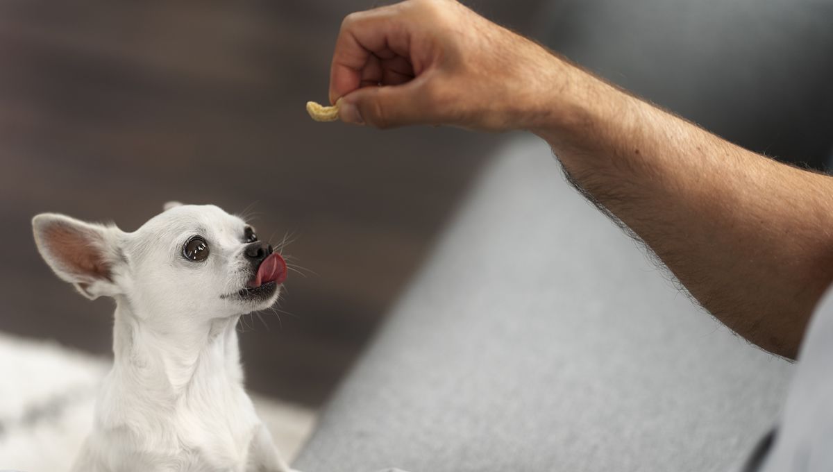 Perro comiendo un suplemento alimenticio de colágeno que ofrece numerosos beneficios. (Foto: Freepik)