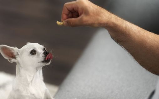 ¿Qué beneficios ofrece el colágeno para la salud articular de los perros?